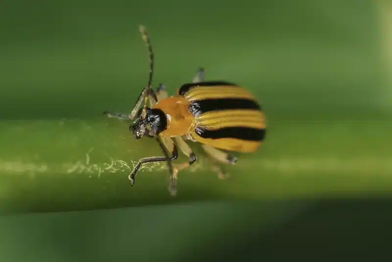 Cucumber beetle close-up showing elongated body shape compared to ladybugs
