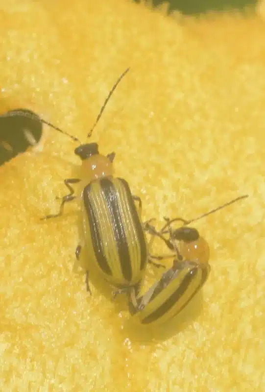 Striped cucumber beetles showing yellow and black striped pattern