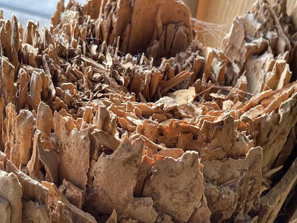 Structural beam with old termite damage