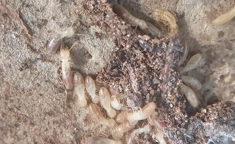 What Do Termites Sound Like? Hear the Warning Signs