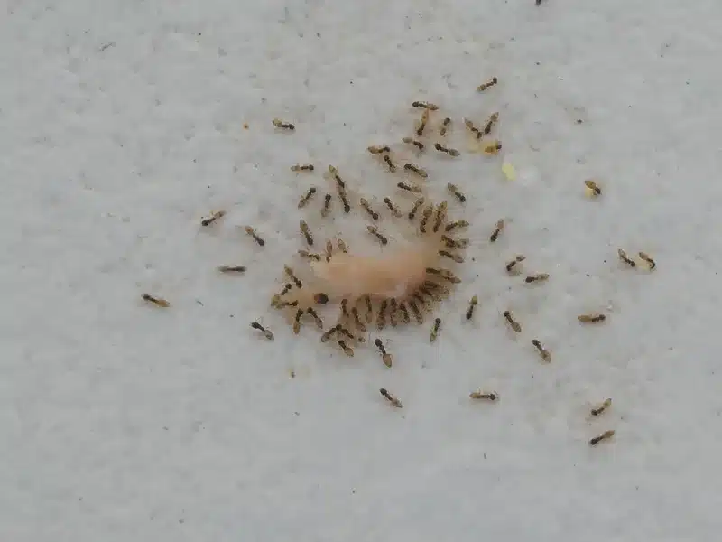 Sugar ants feeding on food in a household setting