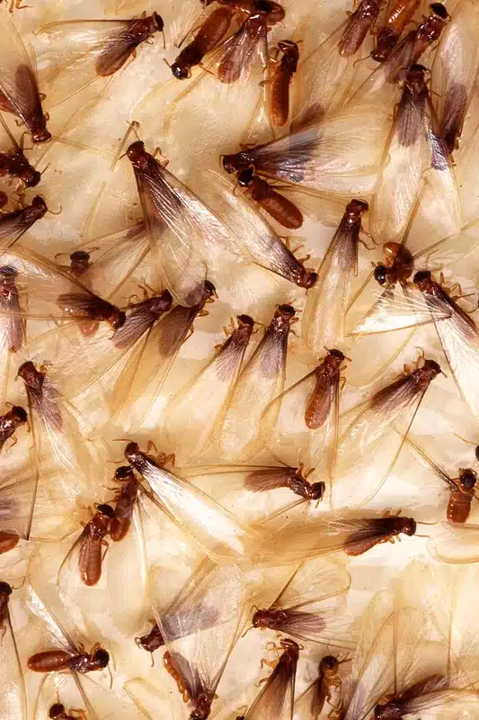 Termites vs Flying Ants: How to Tell the Difference