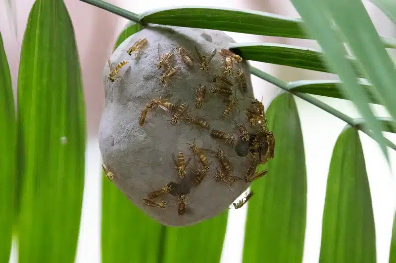 Multiple wasps clustered on a round paper nest showing active colony