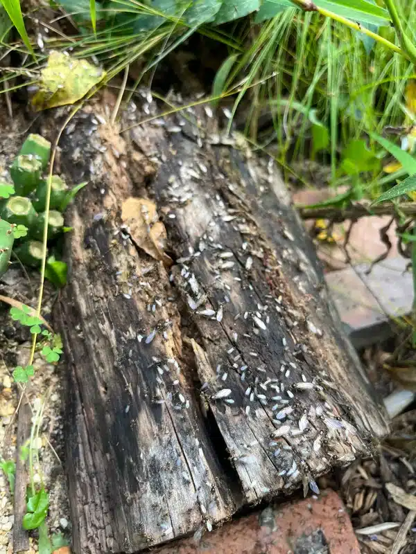Winged termites on decaying log outdoors