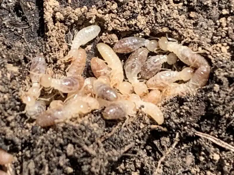 Flying Termites in House: Why You Need a Pro Inspection Now