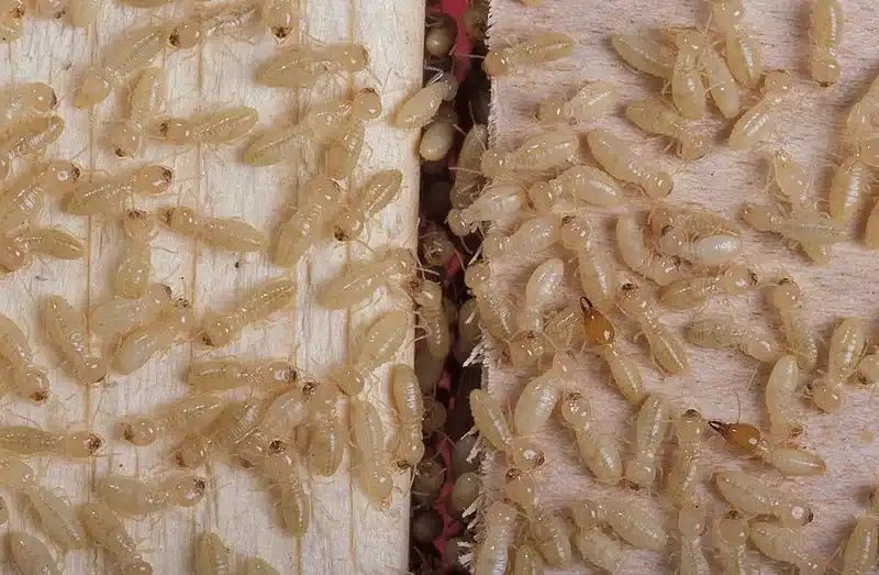 Termite colony on wooden surface showing active infestation