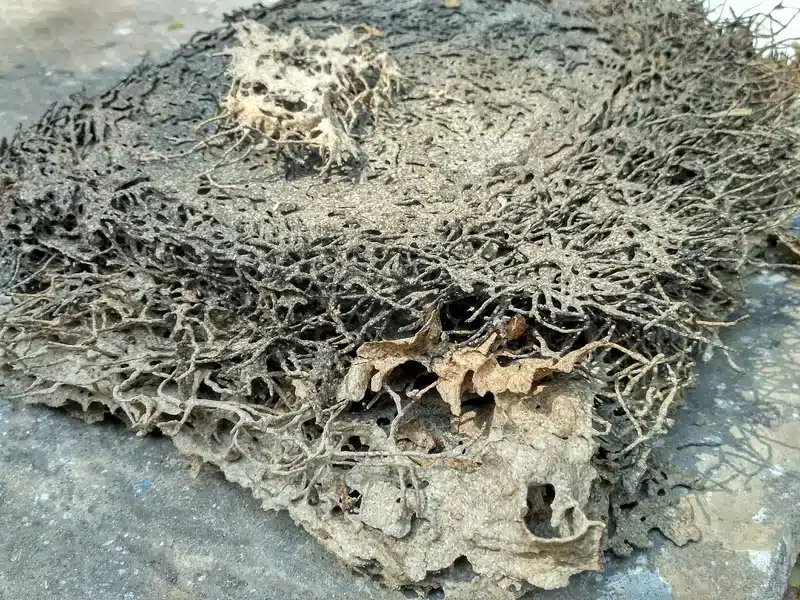 Termite-damaged wood structure showing extensive tunneling