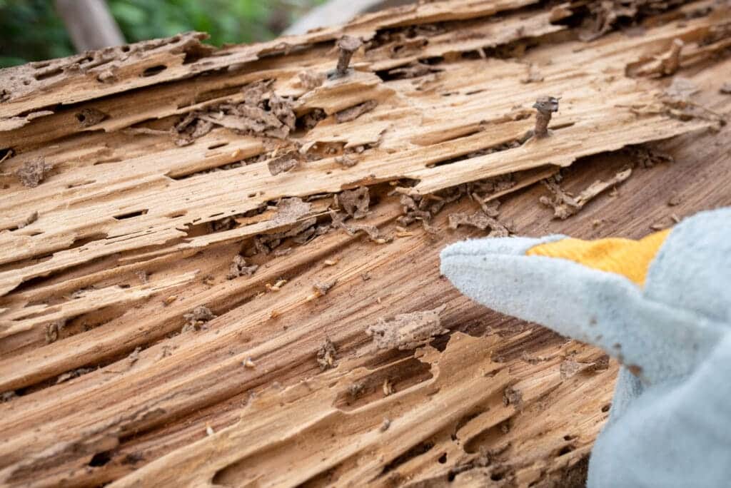Active termite damage in wood