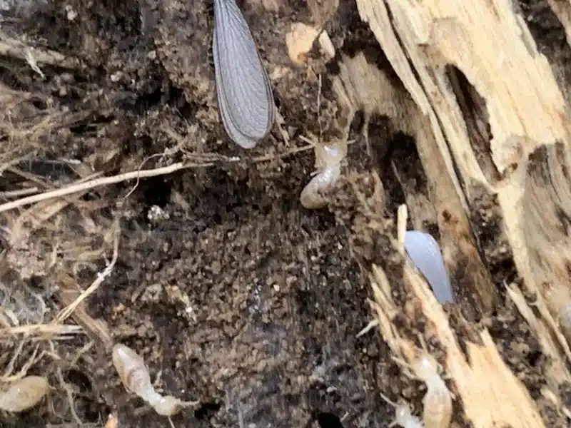 Termite wings and evidence of activity in damaged wood