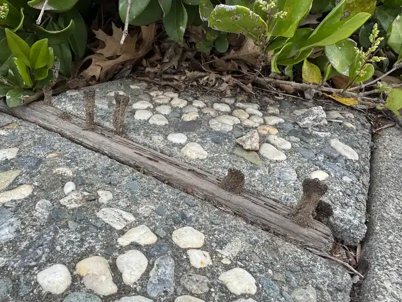 Termite mud tubes on pavement showing signs of a severe infestation