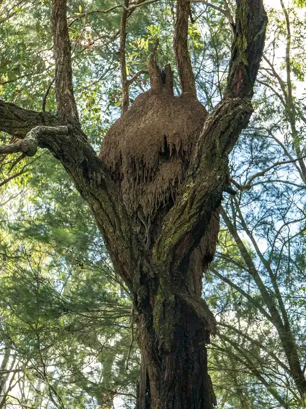 Warning Signs of Termites in Yard: What to Look For