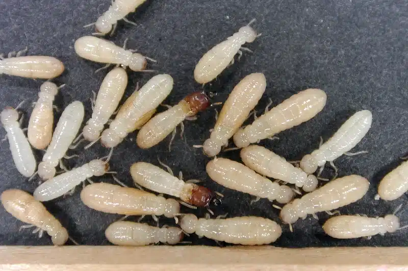 Group of termite nymphs on black surface