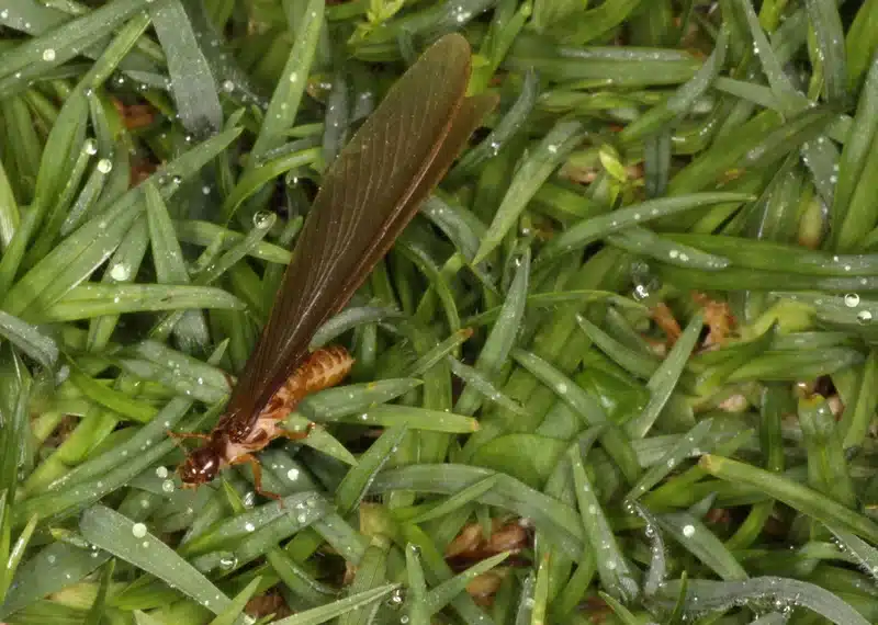 Termite swarmer on grass