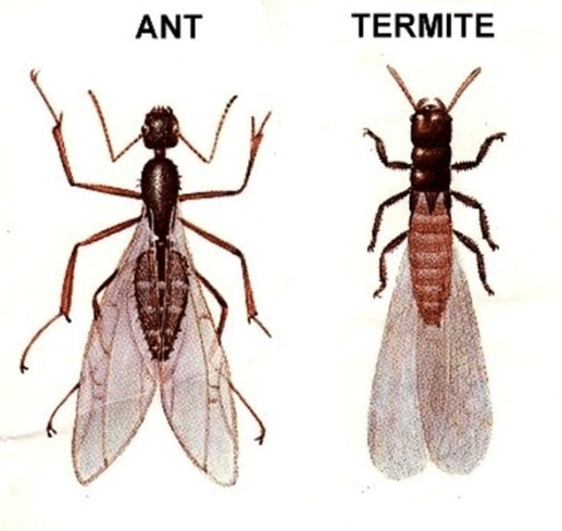 Carpenter Ants vs Termites: Complete Comparison Guide