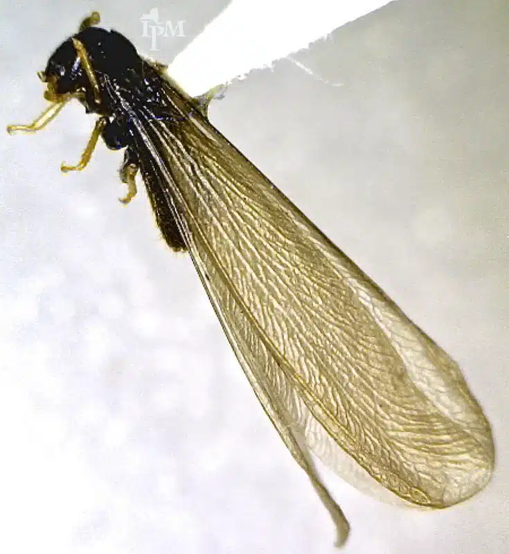 Close-up of termite wing showing equal-length structure
