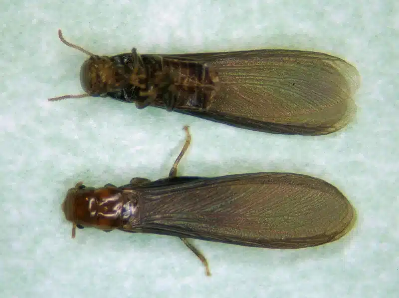 Two termite winged reproductives