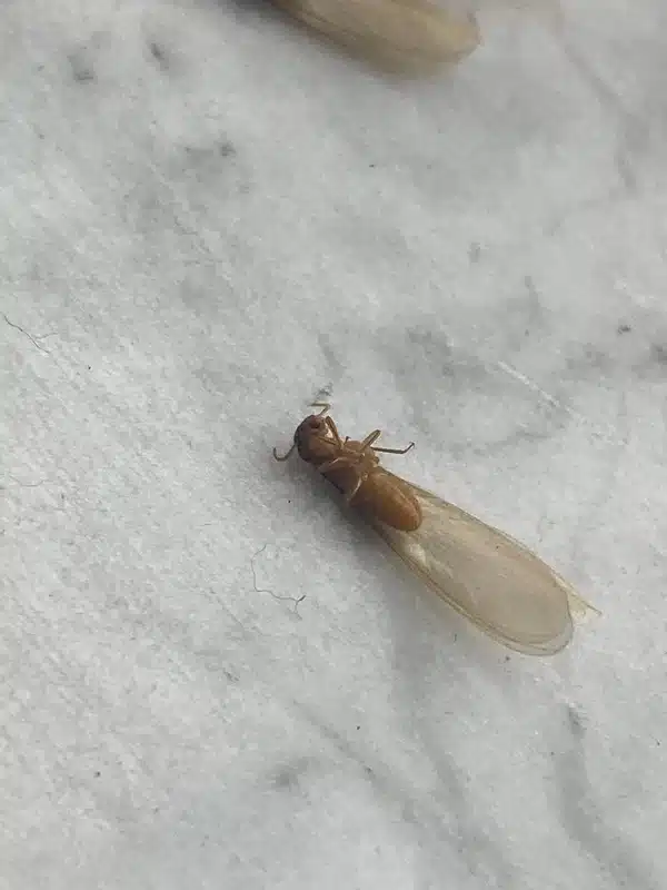 Winged termite swarmer on a surface