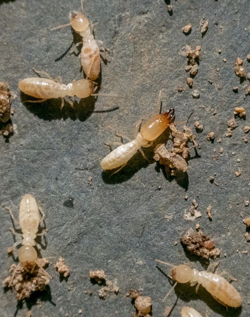 Eastern subterranean termite workers close-up showing pale bodies and soft segments