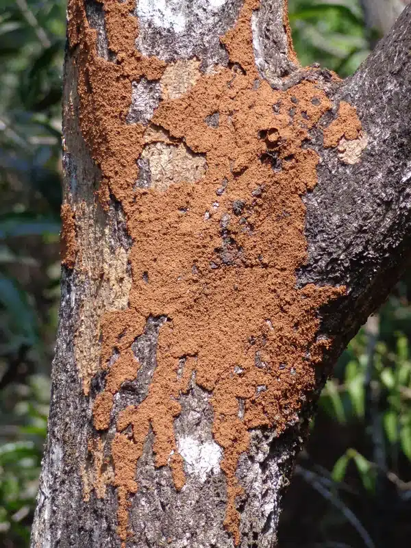Termite damage on tree bark showing eaten wood patterns
