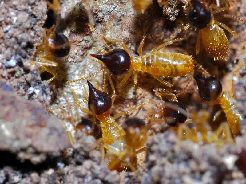 Termites moving through soil near wood