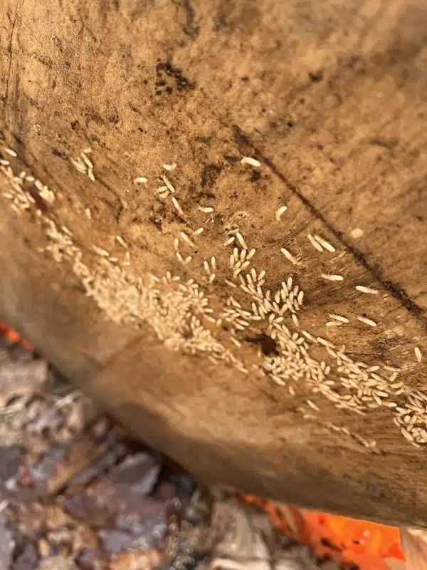 Termites in Firewood: What Every Homeowner Should Know