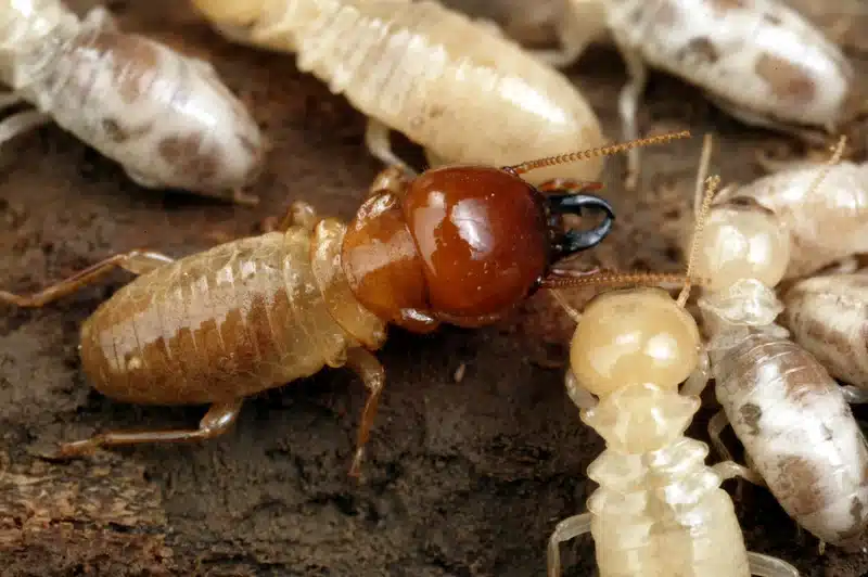 Termites on a wooden surface