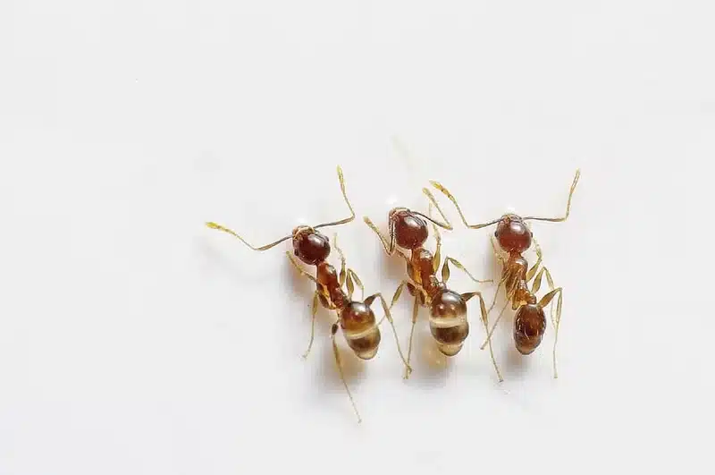 Group of small thief ants showing the tiny size of common car-invading ant species