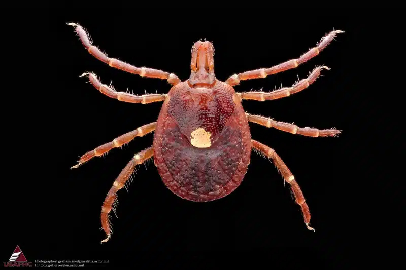Close-up of a tick showing body detail