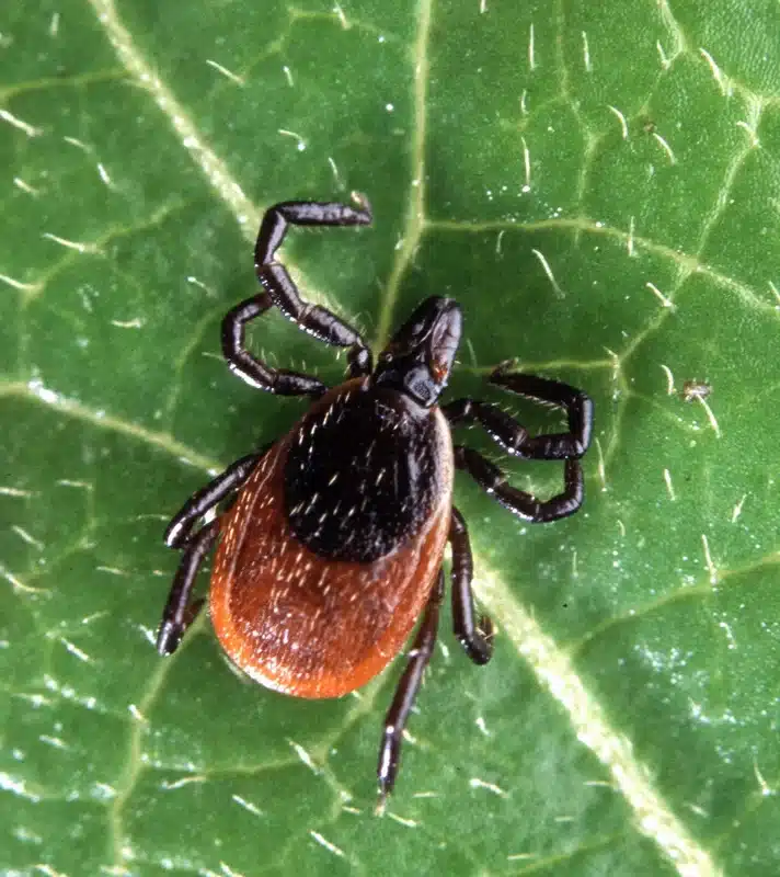 Tick on a green leaf showing its oval body and eight legs in questing position