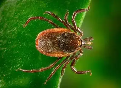 Tick on a green leaf in questing position