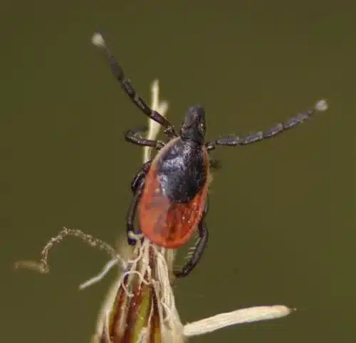 Tick on a blade of grass