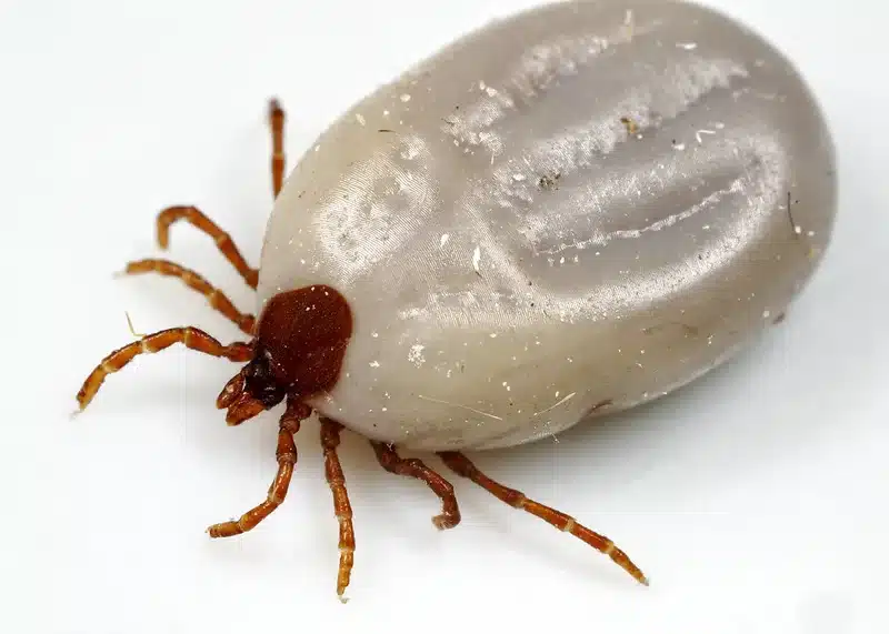 Tick on white background showing detailed body features