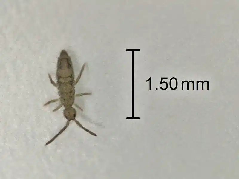 Tiny springtail measuring about 1.5 millimeters showing its small size