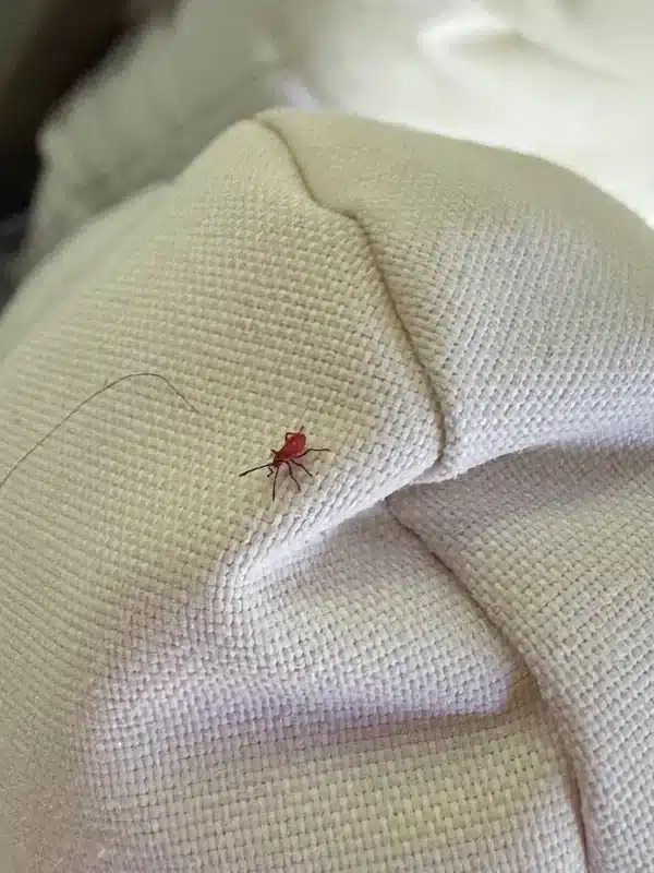 Are The Tiny Red Spiders Dangerous? How To Spot And Treat Them