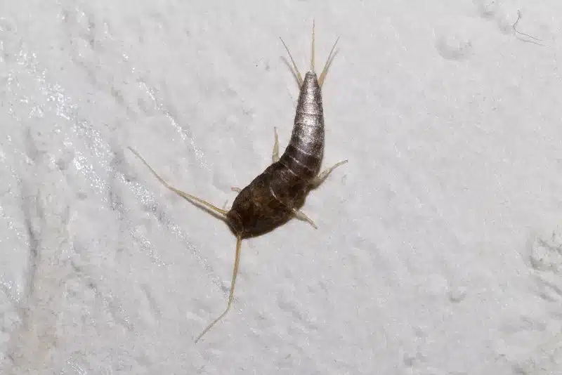 Top-down view of silverfish showing body shape and three tails