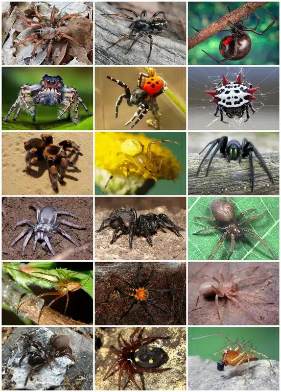 Spider Names Guide: Unique Species Identification Ideas