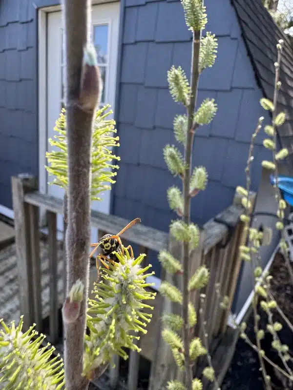 Paper wasp in an outdoor setting showing typical body shape