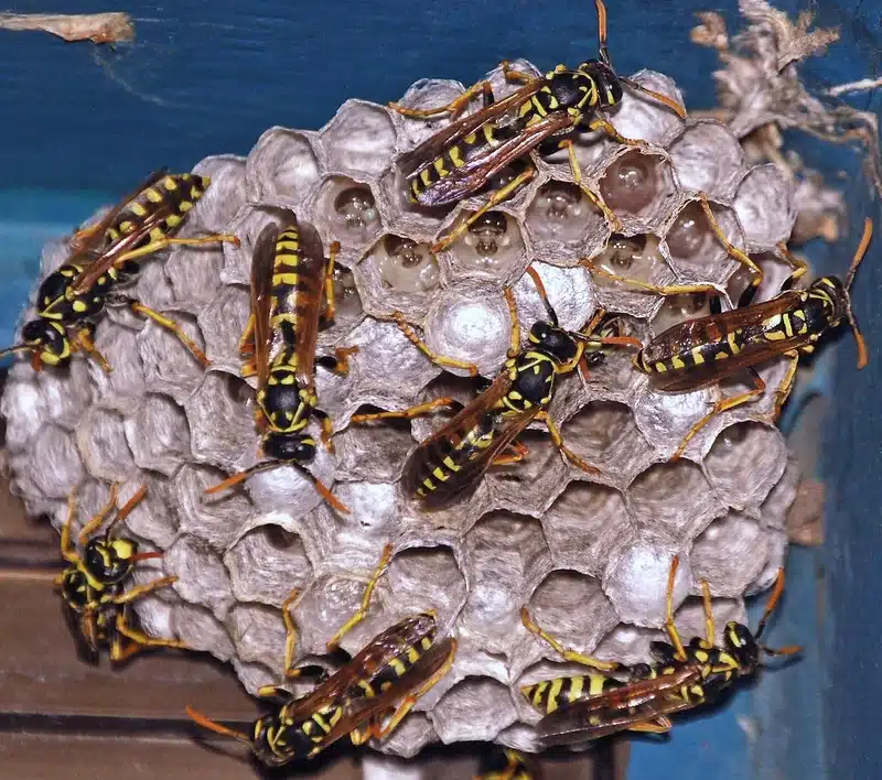 Wasp nest with several wasps