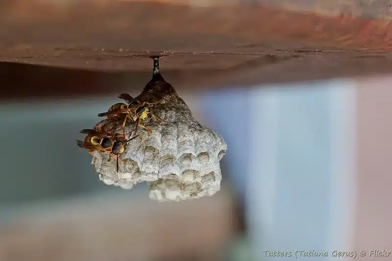 Wasp nest with wasps nearby