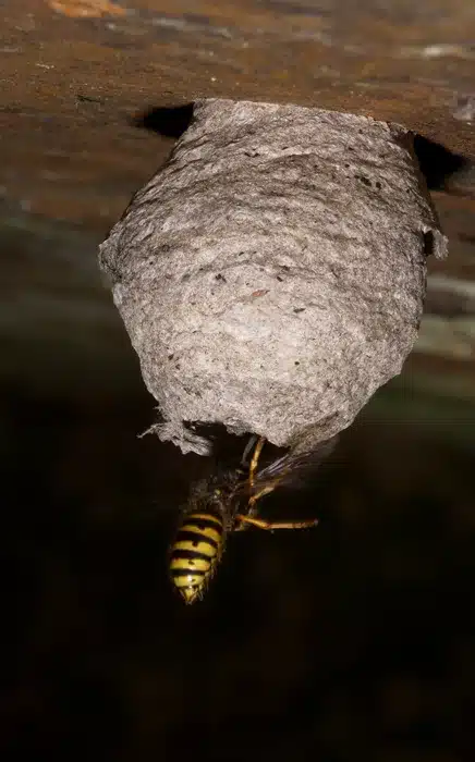 Wasp nest with insect nearby