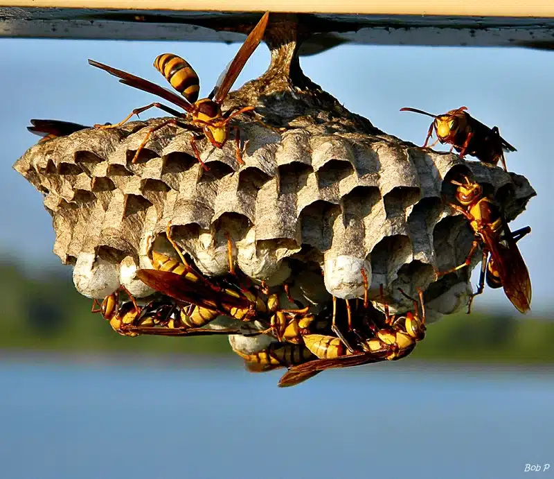Wasp nest with yellow jacket wasps