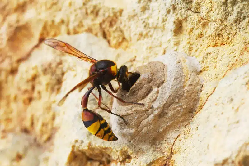 Wasp near paper nest on wall showing open umbrella comb