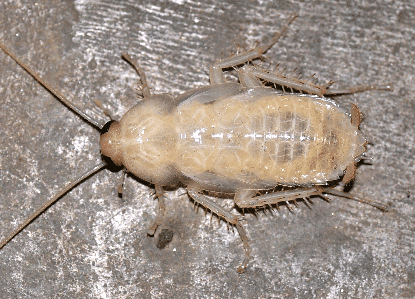 Why You Might See an Albino Roach: Causes and Solutions
