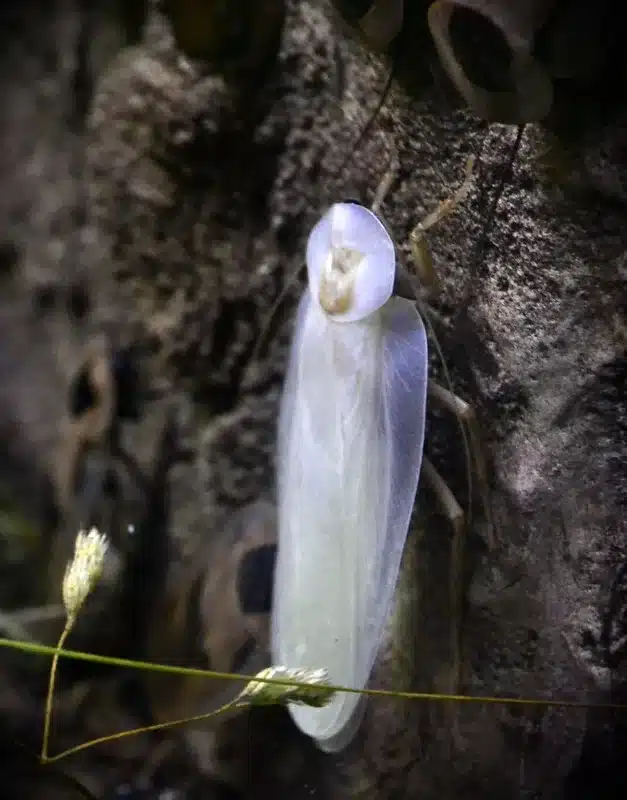 White cockroach during its molting phase showing colorless new exoskeleton