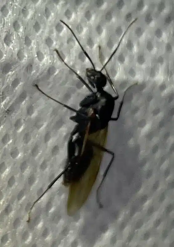 Winged Ant vs Termite: How to Spot the Key Differences