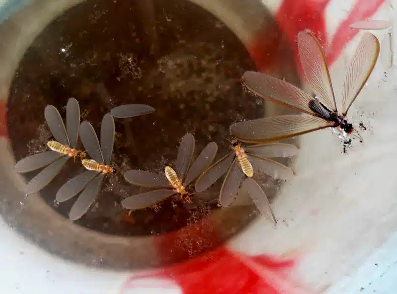 Winged termites collected in water bucket