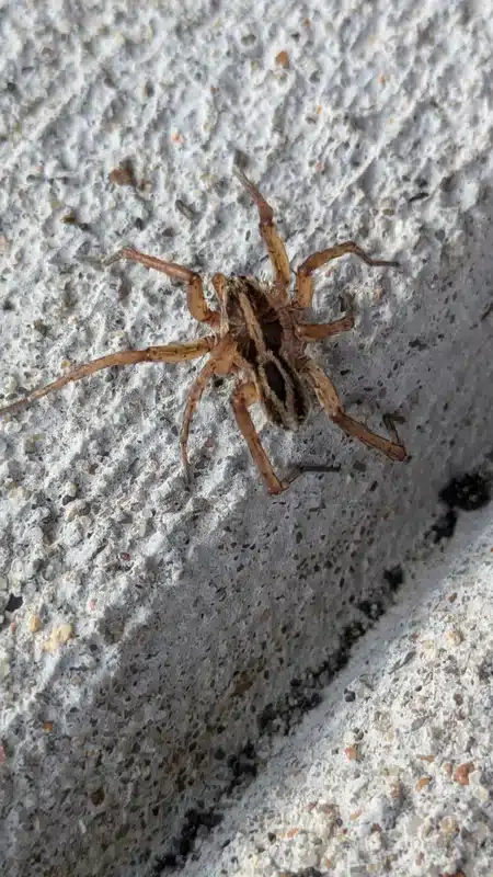 Wolf spider showing arrow-shaped back markings and leg banding