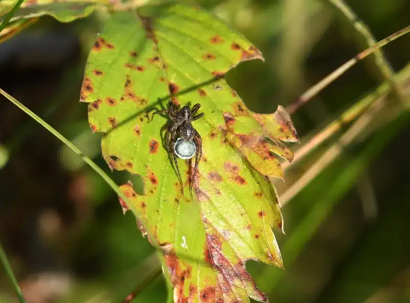 Wolf spider carrying egg sac on leaf surface