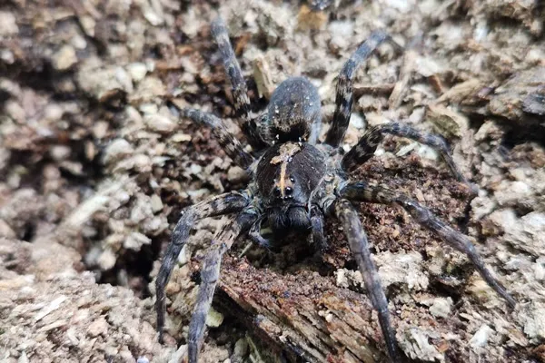 Wolf spider close-up showing eight eyes and robust body