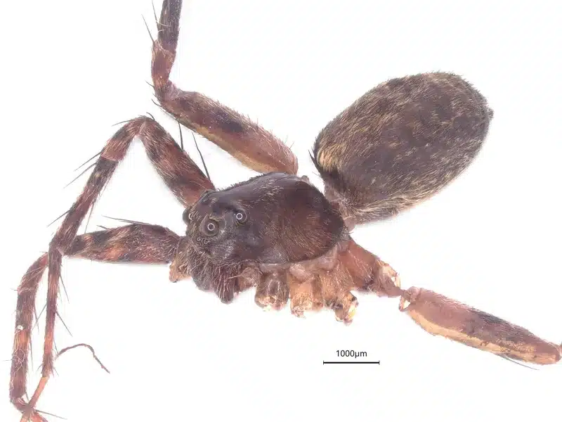 Wolf spider face showing distinctive eye arrangement with two large central eyes